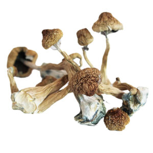 AFRICAN TRANSKEI MUSHROOMS