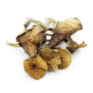Albino A+ Magic Mushrooms – Premium Psychedelic Experience
